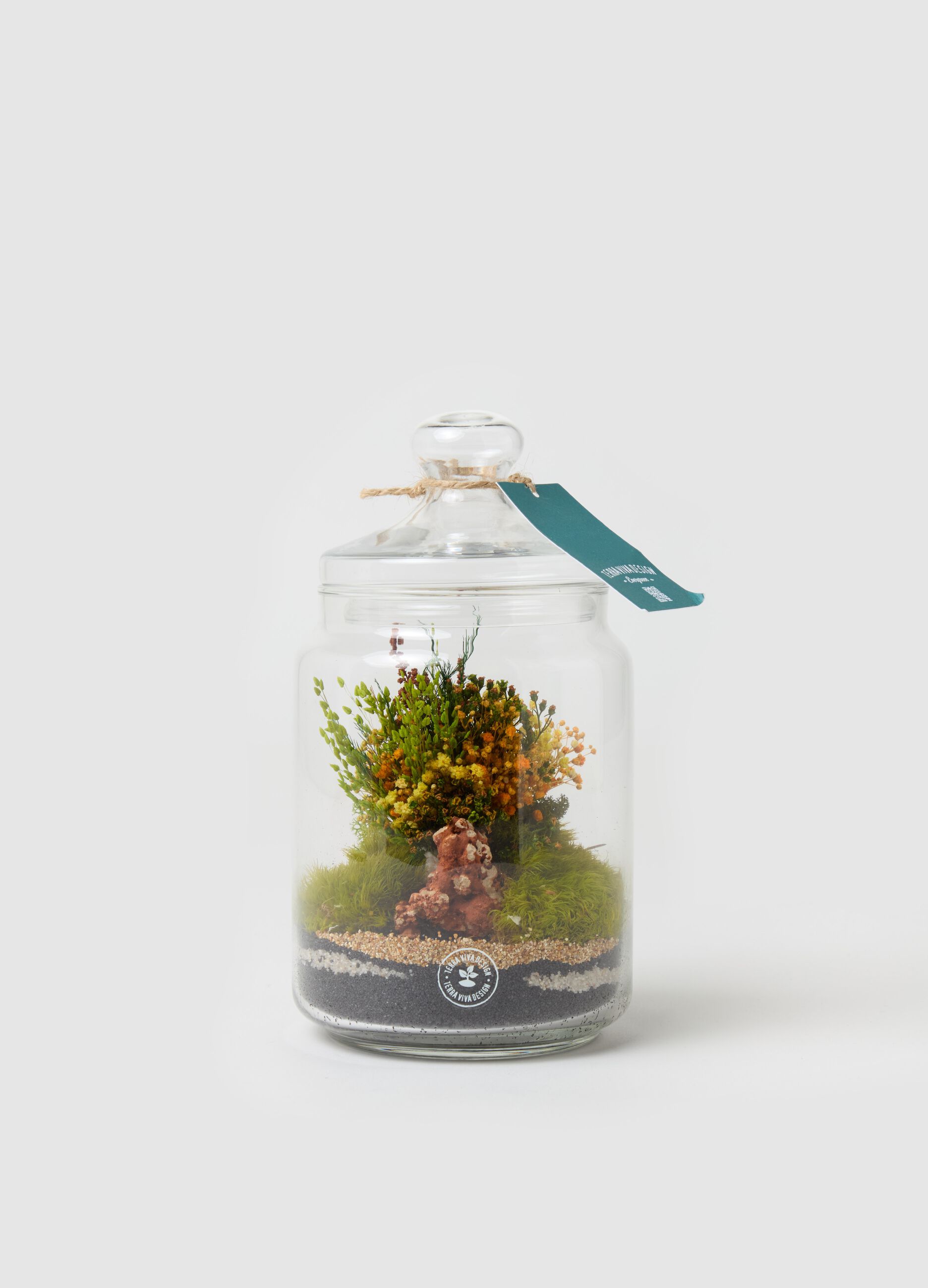Terrarium Evergreen Byron S