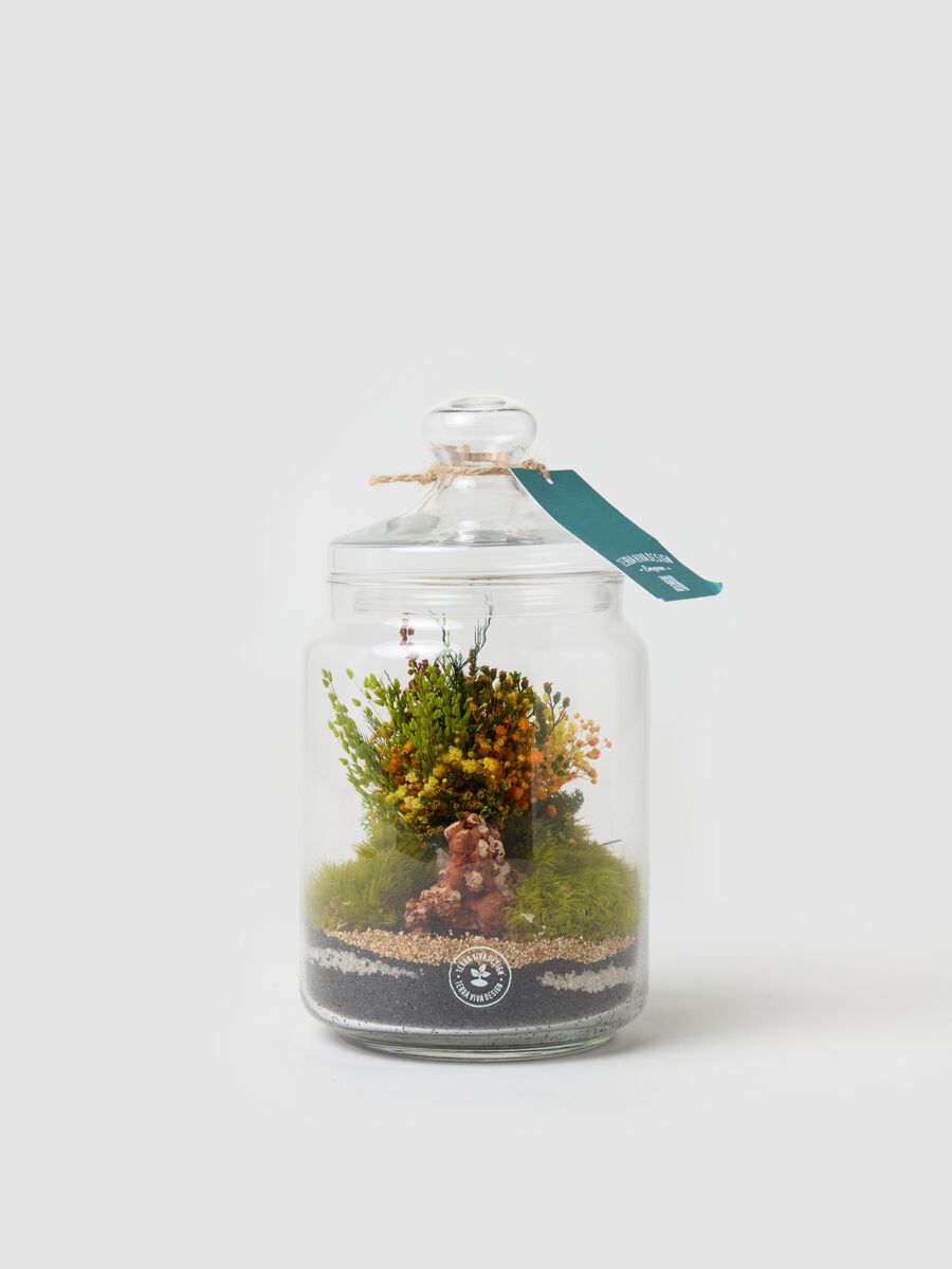 Terrarium Evergreen Byron S_0
