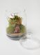 Terrarium Evergreen Byron S_1