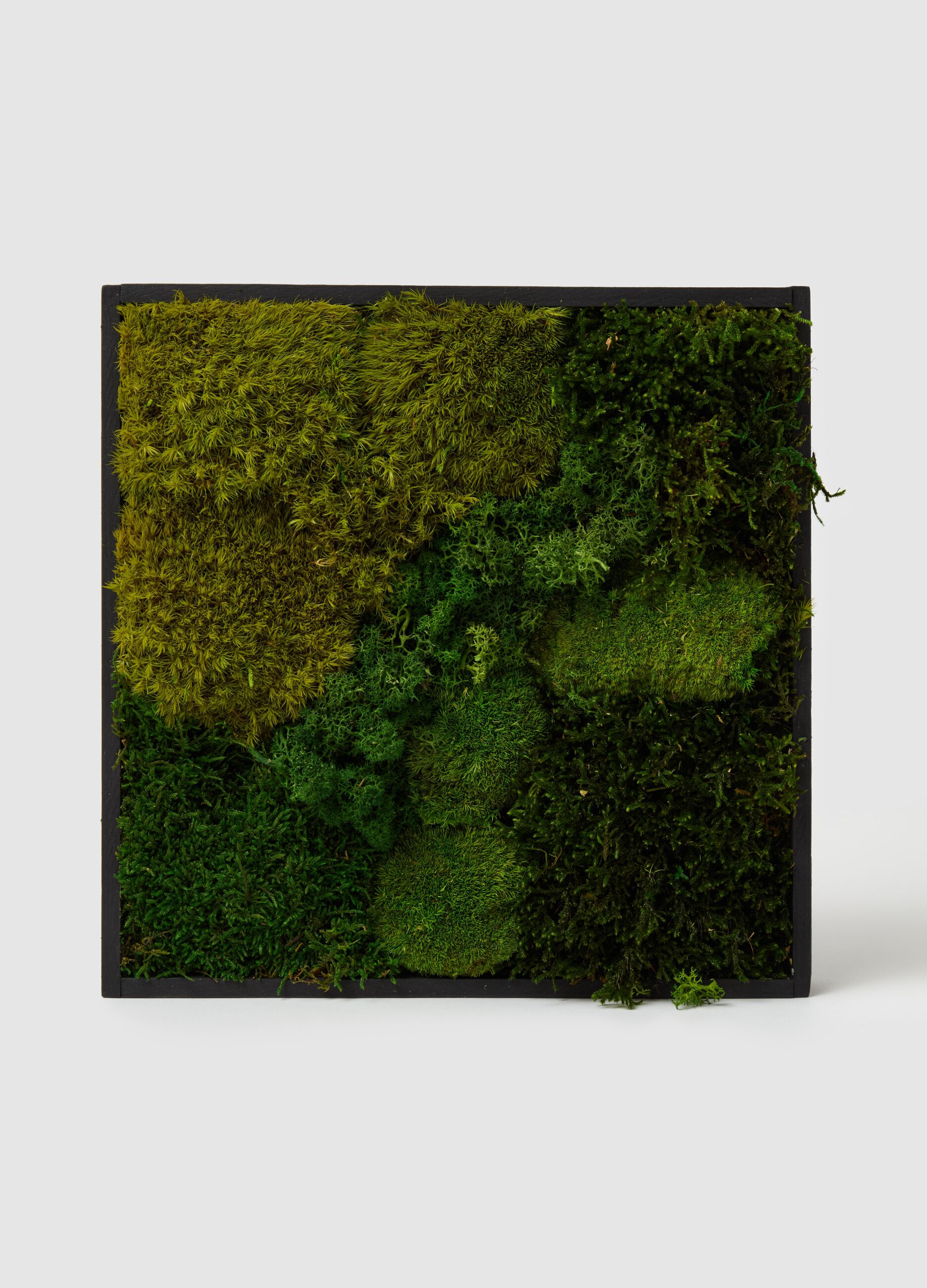 Quadro 30 Giardino Verticale sempreverde