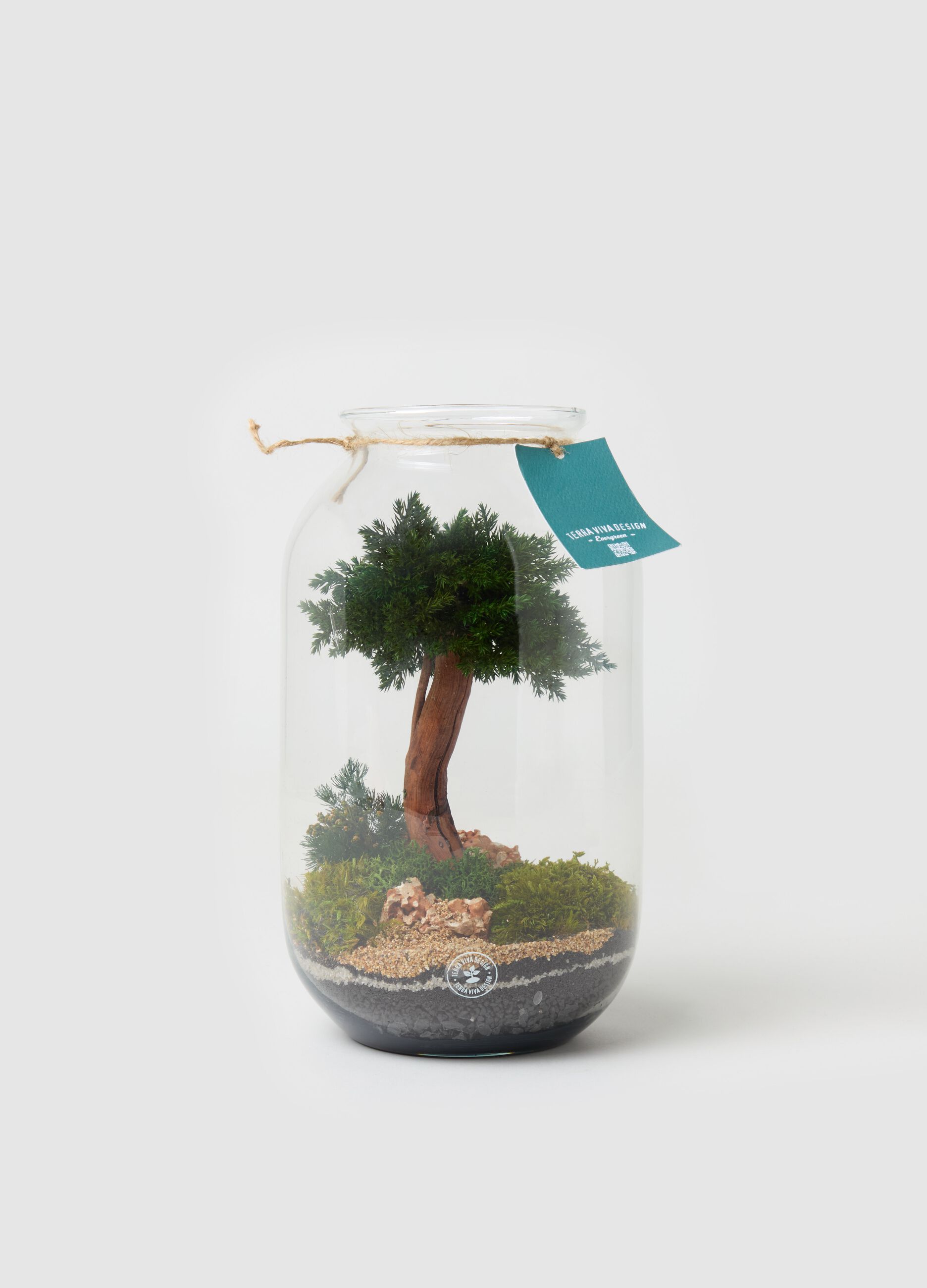 Terrario Evergreen Wide