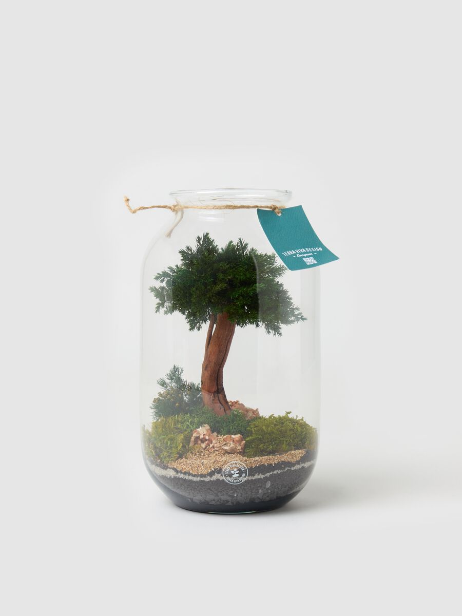 Evergreen Wide Terrarium_0