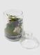 Evergreen Byron XS Terrarium_1