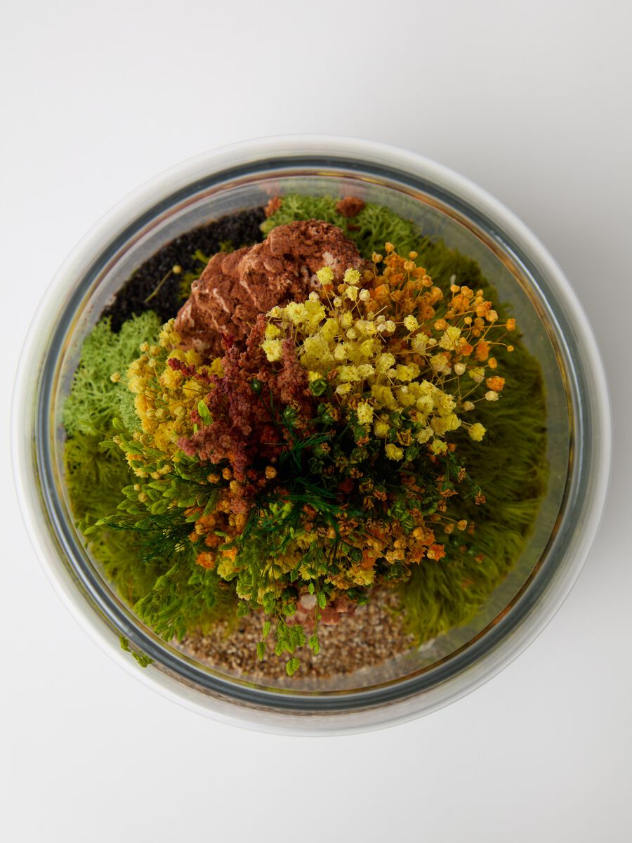 Terrarium Evergreen Byron S_2