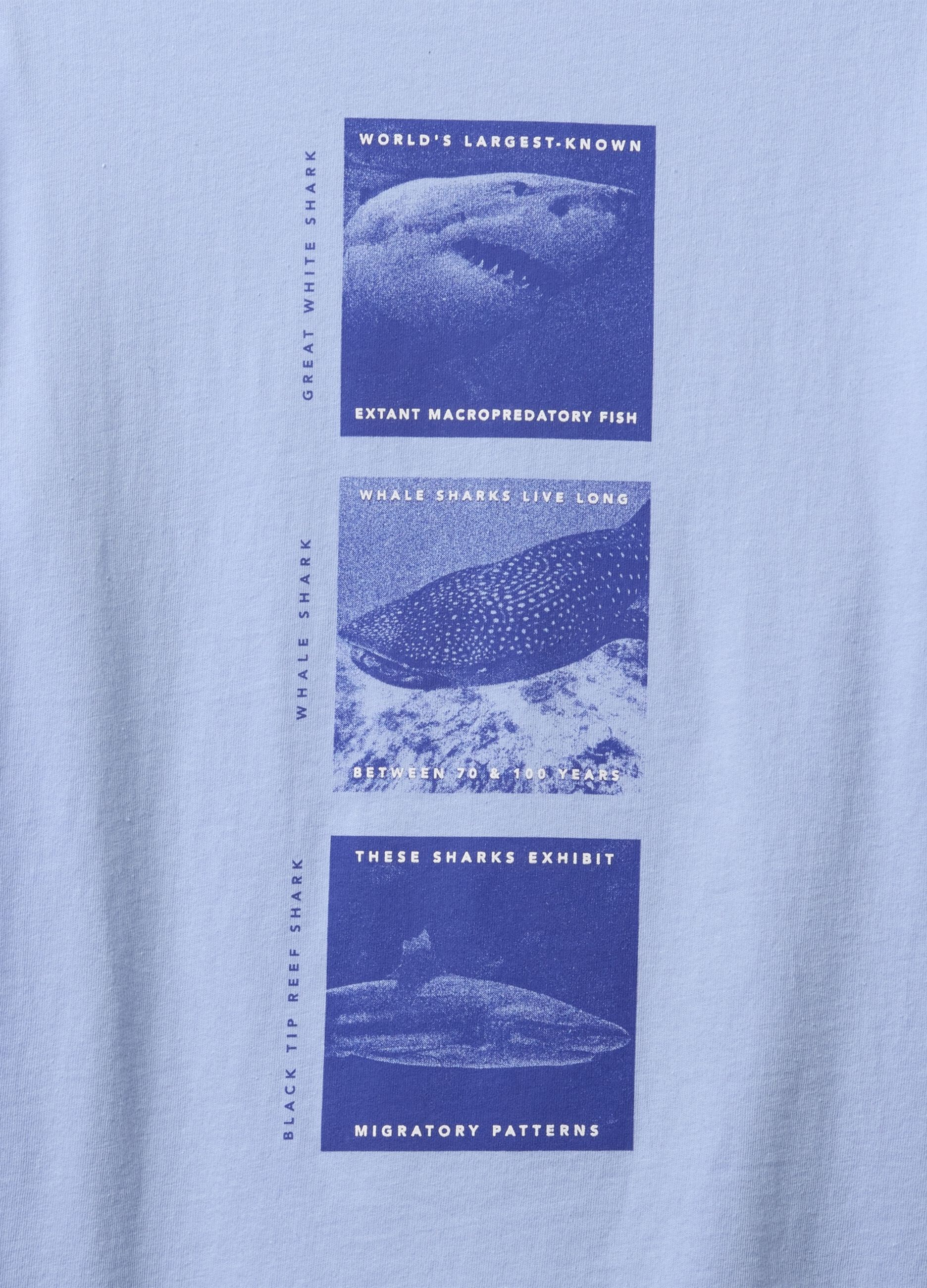 Blue T-shirt with shark print